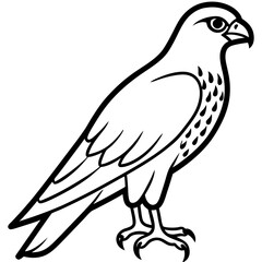 Falcon Line Art Vector