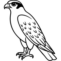 Falcon Line Art Vector
