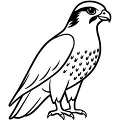 Falcon Line Art Vector