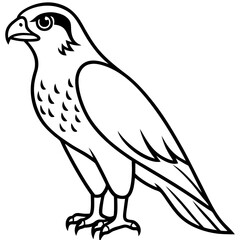 Obraz premium Falcon Line Art Vector