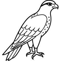 Falcon Line Art Vector