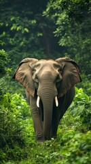 Fototapeta premium Majestic Elephant in Lush Jungle: A Wildlife Portrait