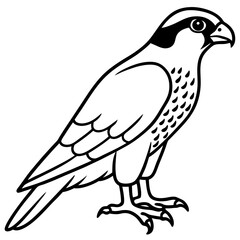 Falcon Line Art Vector