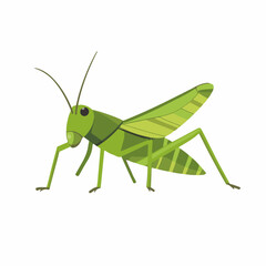Very Simple flat 2D illustration grasshopper isolated on transparent background, vector, flat design, animation design, simple flat 2D icon, clipart