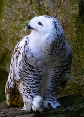 Obraz premium Majestic Snowy Owl on Rock