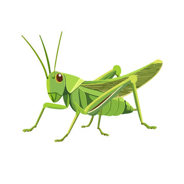 Very Simple flat 2D illustration grasshopper isolated on transparent background, vector, flat design, animation design, simple flat 2D icon, clipart