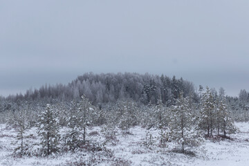 Foggy winter landscape with snowy pines forest and trees in the foreground