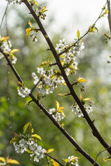 yellow flowers on a branch
