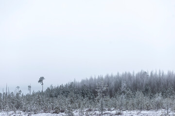 Foggy winter landscape with snowy pines forest and trees in the foreground