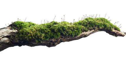 Fresh green moss with dirt on a rotten branch, side view --ar 16:9