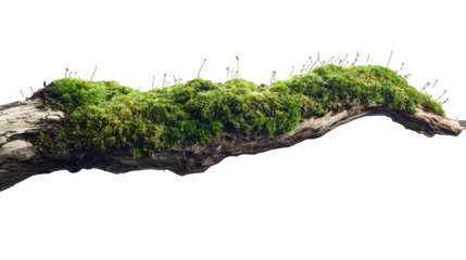 Fresh green moss with dirt on a rotten branch, side view --ar 16:9