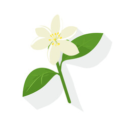 Very Simple flat 2D illustration white jasmine branch isolated on transparent background, vector, flat design, animation design, simple flat 2D icon, clipart