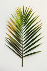 Tropical Palm Leaf