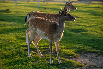white tailed deer