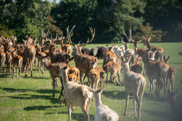 group of deer