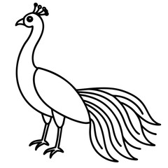 Minimalist Peacock Line Art Vector