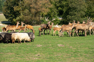 group of deer
