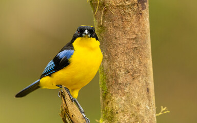 Blauflügel-Bergtangare,  Anisognathus somptuosus