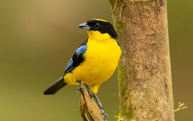 Fototapeta premium Blauflügel-Bergtangare, Anisognathus somptuosus