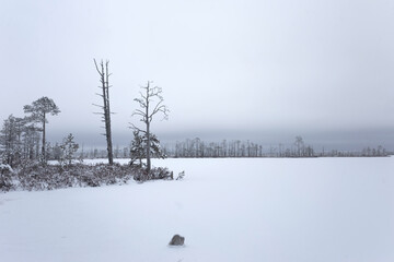 Winter landscape with frozen lake and dead pine trees in misty winter day.