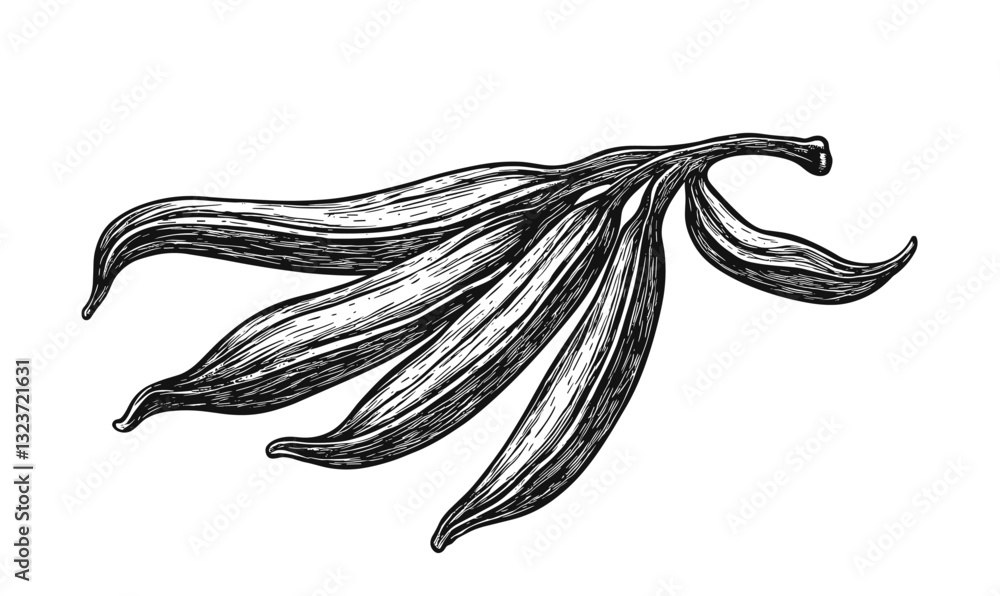 Aufkleber vanilla leaves vector linear icons set for botanical and natural design projects.