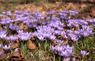 Vibrant Purple Crocus Blooming in Serene Spring Field