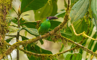 Blutbürzelarassari (Aulacorhynchus haematopygus)