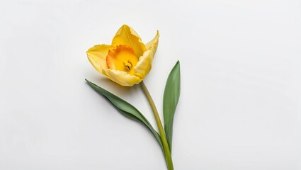 Bright Yellow Tulip Flower on Light Background for Spring Decor