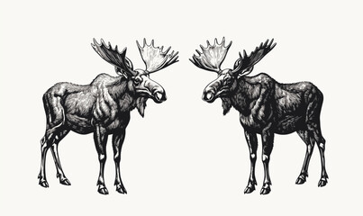Obraz premium Moose illustrations showcasing two facing wildlife animals in detailed black and white - linear icons set vector.