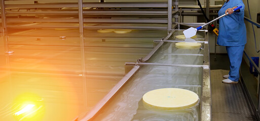 Workers conduct cheese processing in a dairy facility, ensuring quality and hygiene standards...