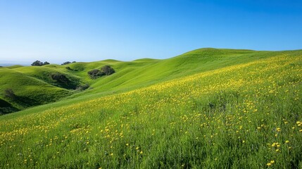 A rolling hill covered with bright green grass and patches of wildflowers, stretching toward the horizon.