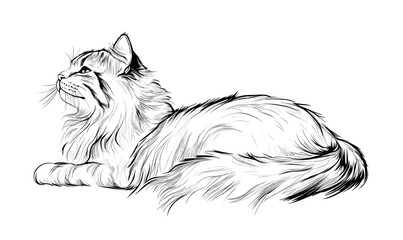 Obraz premium Maine coon cat illustration in profile pose - detailed black and white linear vector icons set.