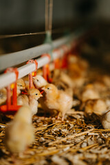 Charming little chicks enjoying drinks at a delightful poultry farm setting nearby