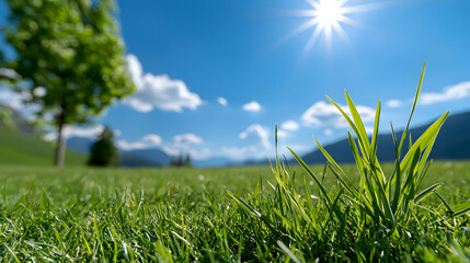 Vibrant Green Grass Field Under Sunny Sky