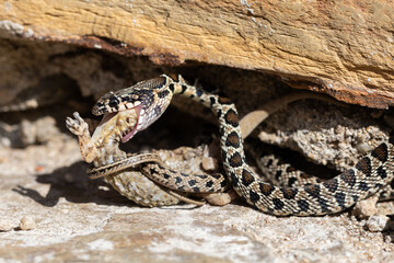 horseshoe snake eating a gecko. Concept of the importance of the conservation of species and their...