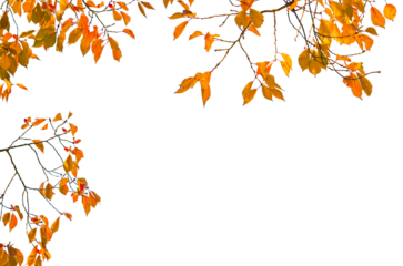 Autumn leaves isolate on transparent background.