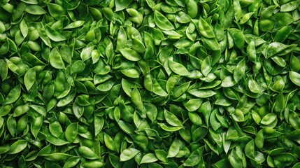 Fototapeta premium Fresh Organic Green Snow Peas Pods Background - Close-Up, Healthy Eating, and Culinary Ingredient