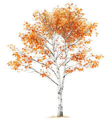 Obraz premium Autumn Birch Tree Isolated on Black