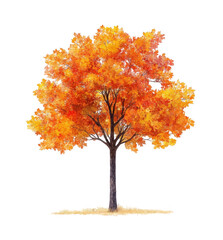 Autumn Tree Illustration