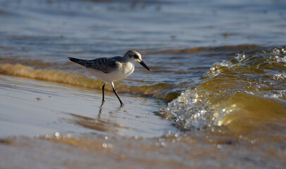 A sandpiper bird hunts at the water's edge.