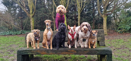 A pack of cute and happy dog friends of various breed, age and size are hanging out together in a...