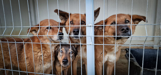 Sad rescue dogs in their kennels waiting for adoption in an animal shelter and sanctuary