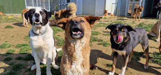 A group of adorable large mixed breed rescue dogs enjoying a sunny day outside of their kennels in a dog rescue and animal sanctuary