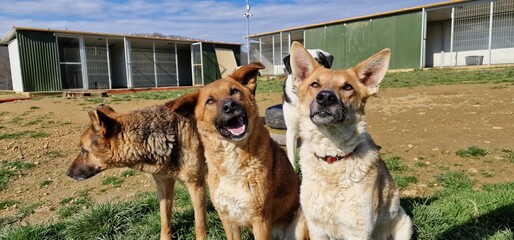 A group of adorable large mixed breed rescue dogs enjoying a sunny day outside of their kennels in a dog rescue and animal sanctuary