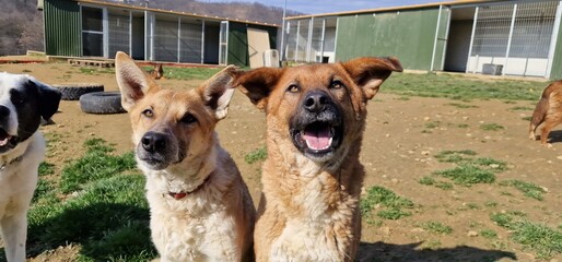 A group of adorable large mixed breed rescue dogs enjoying a sunny day outside of their kennels in a dog rescue and animal sanctuary