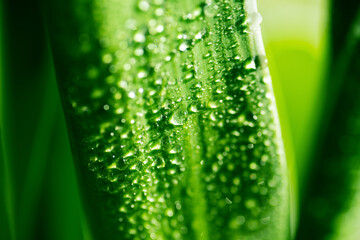 Green leaf with water drops, selective focus with shallow depth of field.
