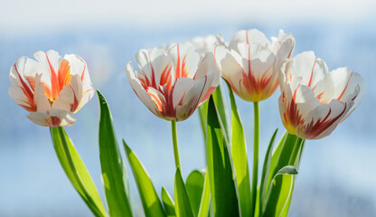 Colorful tulips. Natural light. Shallow depth of field.