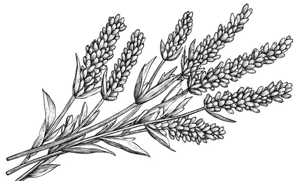 Lavender plant drawing, black and white botanical art, linear vector, floral icons set.