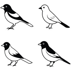 set of birds