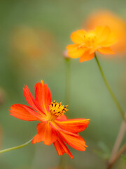 秋の公園や花壇を彩るコスモス（キバナコスモス）のある風景。背景。自然風景素材